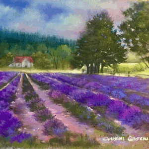 lavender field